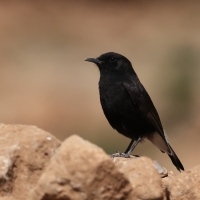 Białorzytka żałobna - Black Wheatear