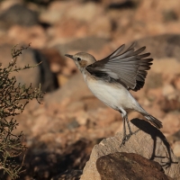 Białorzytka maghrebska -  Western Mourning Wheatear