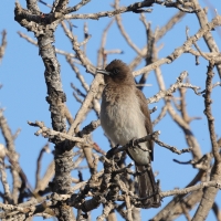 Bilbil ogrodowy - Common Bulbul