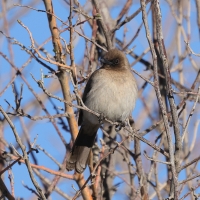 Bilbil ogrodowy - Common Bulbul