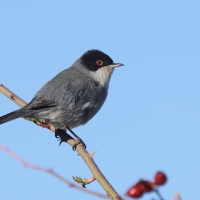 Pokrzewka aksamitna - Sardinian Warbler