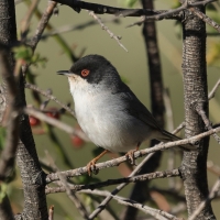 Pokrzewka aksamitna - Sardinian Warbler
