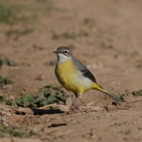 Pliszka górska - Grey Wagtail