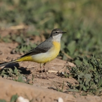 Pliszka górska - Grey Wagtail