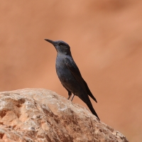 Modrak - Blue Rock Thrush