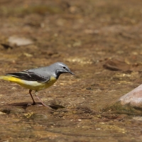 Pliszka górska - Grey Wagtail