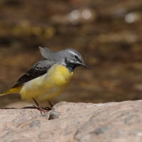 Pliszka górska - Grey Wagtail