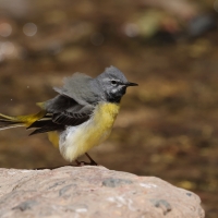 Pliszka górska - Grey Wagtail