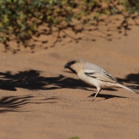 Wróbel pustynny - Desert Sparrow