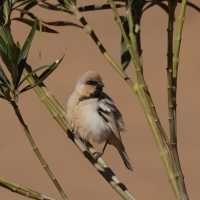 Wróbel pustynny - Desert Sparrow