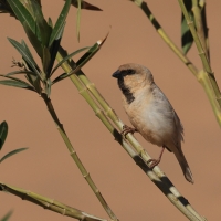 Wróbel pustynny - Desert Sparrow