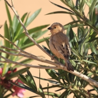 Wróbel pustynny - Desert Sparrow