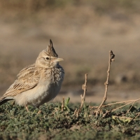 Dzierlatka długodzioba - Maghreb lark