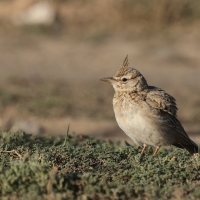 Dzierlatka długodzioba - Maghreb lark