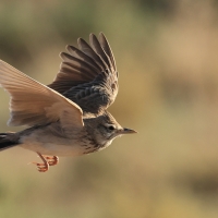 Dzierlatka długodzioba - Maghreb lark