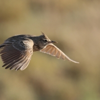 Dzierlatka długodzioba - Maghreb lark