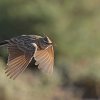 Dzierlatka długodzioba - Maghreb lark