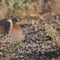 Dzierlatka długodzioba - Maghreb lark