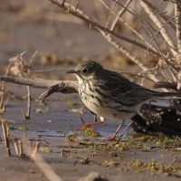 Świergotek łąkowy - Meadow Pipit
