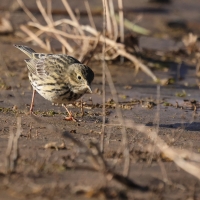 Świergotek łąkowy - Meadow Pipit