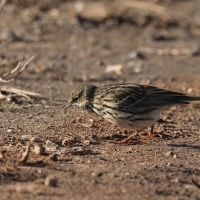 Świergotek łąkowy - Meadow Pipit
