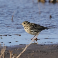 Świergotek łąkowy - Meadow Pipit