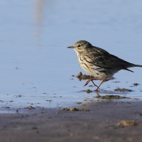 Świergotek łąkowy - Meadow Pipit