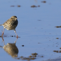 Świergotek łąkowy - Meadow Pipit