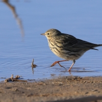 Świergotek łąkowy - Meadow Pipit