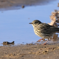 Świergotek łąkowy - Meadow Pipit