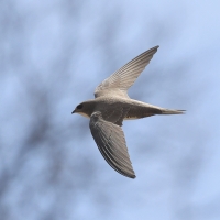 Jerzyk alpejski - Alpine Swift