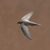 Jerzyk alpejski - Alpine Swift