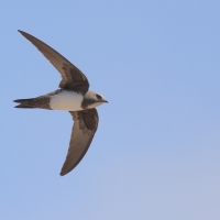 Jerzyk alpejski - Alpine Swift