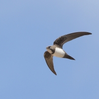 Jerzyk alpejski - Alpine Swift