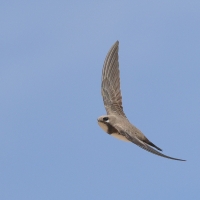 Jerzyk alpejski - Alpine Swift