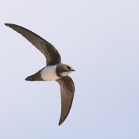 Jerzyk alpejski - Alpine Swift