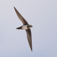 Jerzyk alpejski - Alpine Swift