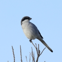 Srokosz - Great Gray Shrike