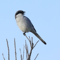 Srokosz - Great Gray Shrike