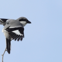 Srokosz - Great Gray Shrike