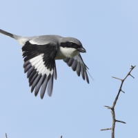 Srokosz - Great Gray Shrike