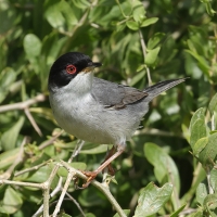 Pokrzewka aksamitna - Sardinian Warbler