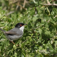Pokrzewka aksamitna - Sardinian Warbler