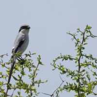 Srokosz - Great Gray Shrike