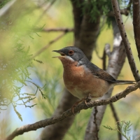 Pokrzewka iberyjska - Western Subalpine Warbler