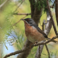 Pokrzewka iberyjska - Western Subalpine Warbler