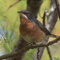 Pokrzewka iberyjska - Western Subalpine Warbler