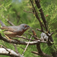 Pokrzewka iberyjska - Western Subalpine Warbler
