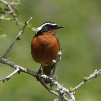 Pleszka algierska - Moussier's Redstart