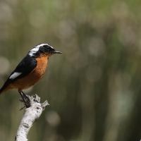 Pleszka algierska - Moussier's Redstart